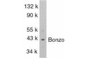 Western blot analysis of Bonzo in SW1353 total cells lysate with AP30159PU-N Bonzo antibody at 1/1000 dilution. (CXCR6 anticorps  (C-Term))