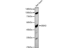 Western blot analysis of extracts of Rat heart, using UB antibody (ABIN7271186) at 1:500 dilution. (UBA3 anticorps)
