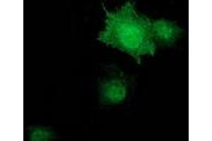 Immunofluorescence (IF) image for anti-Zinc Finger, AN1-Type Domain 2B (ZFAND2B) antibody (ABIN1501802)