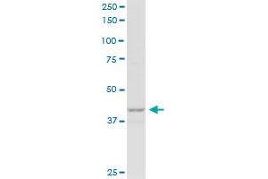 P2RY1 MaxPab polyclonal antibody.
