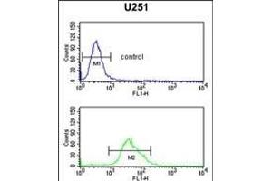 FOXG1 Antibody (Center) (ABIN653750 and ABIN2843050) flow cytometric analysis of  cells (bottom histogram) compared to a negative control cell (top histogram).