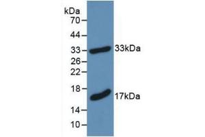 Western blot analysis of recombinant Mouse MBP. (MBP anticorps  (AA 18-222))