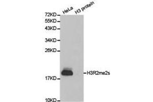 Western blot analysis of extracts of HeLa cell line and H3 protein expressed in E. (Histone 3 anticorps  (H3R2me2s))