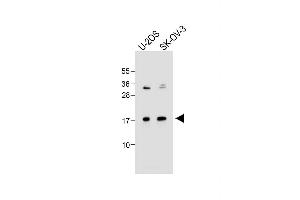 All lanes : Anti-FGF16 Antibody (N-term) at 1:1000 dilution Lane 1: U-2OS whole cell lysate Lane 2: SK-OV-3 whole cell lysate Lysates/proteins at 20 μg per lane. (FGF16 anticorps  (N-Term))