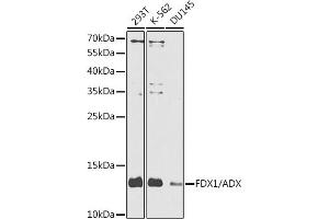 Western blot analysis of extracts of various cell lines, using FDX1/ADX antibody (ABIN6133468, ABIN6140571, ABIN6140572 and ABIN6225119) at 1:1000 dilution. (Ferredoxin1 (FDX1) (AA 1-184) anticorps)