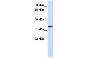 Western Blotting (WB) image for anti-Wingless-Type MMTV Integration Site Family, Member 6 (WNT6) antibody (ABIN2459042)