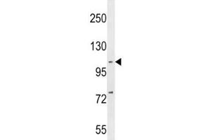 NFKB1 antibody western blot analysis in MDA-MB231 lysate