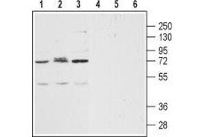 Western blot analysis of human Jurkat acute T cell leukemia (lanes 1 and 4), human SH-SY5Y brain neuroblastoma (lanes 2 and 5) and human THP-1acute monocytic leukemia (lanes 3 and 6) lysates: - 1-3. (CXCR2 anticorps  (Extracellular, N-Term))