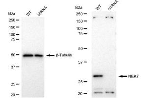 Western blotting analysis using NEK7 antibody (ABIN7799570). (Recombinant NEK7 anticorps)