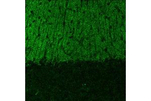 Indirect immunostaining of PFA fixed cerebellum sections (dilution 1 : 500).