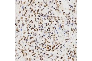 Immunohistochemistry (IHC) image for anti-Histone H3 (H3) (C-Term) antibody (ABIN3023243) (Histone 3 anticorps  (C-Term))
