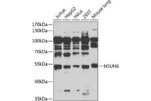 Western blot analysis of extracts of various cell lines, using NSUN6 antibody (ABIN6132426, ABIN6144879, ABIN6144881 and ABIN6217457) at 1:1000 dilution. (NSUN6 anticorps  (AA 220-469))