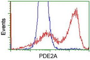 Image no. 2 for anti-phosphodiesterase 2A, CGMP-Stimulated (PDE2A) antibody (ABIN1500084) (PDE2A anticorps)