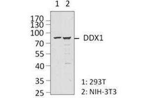 Western Blotting (WB) image for anti-DEAD (Asp-Glu-Ala-Asp) Box Polypeptide 1 (DDX1) antibody (ABIN2664923) (DDX1 anticorps)