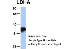 Host: Rabbit Target Name: LDHA Sample Type: Hela Antibody Dilution: 1. (Lactate Dehydrogenase A anticorps  (Middle Region))
