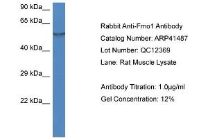 Western Blotting (WB) image for anti-Flavin Containing Monooxygenase 1 (FMO1) (N-Term) antibody (ABIN785156) (FMO1 anticorps  (N-Term))