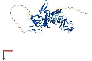 AlphaFold protein structure predicition of Mouse Recombinant Lmcd1 Protein, UniprotID Q8VEE1
