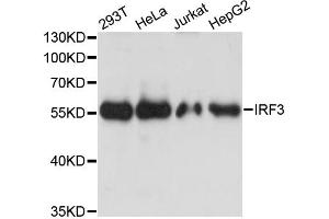 Western blot analysis of extracts of various cell lines, using IRF3 antibody. (IRF3 anticorps)