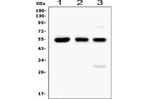 Western blot analysis of RUNX1 using anti-RUNX1 antibody (ABIN3043318). (RUNX1 anticorps  (Middle Region))