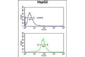 Flow cytometric analysis of HepG2 cells (bottom histogram) compared to a negative control cell (top histogram). (LDHD anticorps  (N-Term))