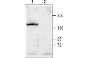 Western blot analysis of rat brain membrane: - 1. (KCNT1 anticorps  (C-Term, Intracellular))
