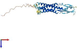 AlphaFold protein structure predicition of Human Recombinant SYPL2 Protein, UniprotID Q5VXT5