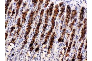 IHC testing of FFPE rat stomach with Nucb2 antibody. (NUCB2 anticorps  (AA 25-106))