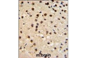 FKBP10 Antibody (N-term) (ABIN391572 and ABIN2841509) IHC analysis in formalin fixed and paraffin embedded mouse brain tissue followed by peroxidase conjugation of the secondary antibody and DAB staining.