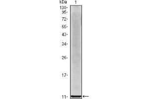 Western blot analysis using IL8 antibody against IL8 recombinant protein. (IL-8 anticorps)