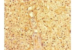 Immunohistochemistry of paraffin-embedded human adrenal gland tissue using ABIN7160974 at dilution of 1:100