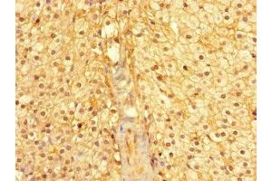 Immunohistochemistry of paraffin-embedded human adrenal gland tissue using ABIN7160974 at dilution of 1:100 (CYB5R1 anticorps  (AA 29-305))