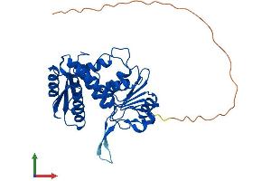 AlphaFold protein structure predicition of Human Recombinant MTHFD2L Protein, UniprotID Q9H903
