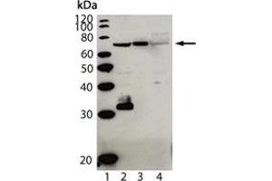 Western blot analysis of Cardif (human), pAb (AT107) : Lane 1: MW marker, Lane 2: HepG2, Lane 3: PALA, and Lane 4: HeLa. (MAVS anticorps  (AA 160-450))