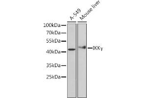 Western blot analysis of extracts of various cell lines, using IKKγ Antibody (ABIN6130478, ABIN6142284, ABIN6142286 and ABIN7101404) at 1:1000 dilution. (IKBKG anticorps  (AA 1-419))