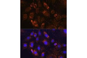 Immunofluorescence analysis of C6 cells using PDE12 Rabbit pAb (ABIN7269299) at dilution of 1:100. (PDE12 anticorps  (AA 17-300))