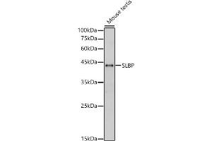 Western blot analysis of Mouse testis, using SLBP antibody (ABIN7270590) at 1:1000 dilution.