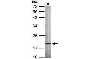 WB Image Sample (30 ug of whole cell lysate) A: 293T 12% SDS PAGE antibody diluted at 1:500