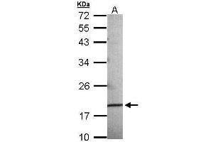 WB Image Sample (30 ug of whole cell lysate) A: 293T 12% SDS PAGE antibody diluted at 1:500 (AGR3 anticorps  (Center))