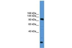 Image no. 1 for anti-Ubiquitin Specific Peptidase 15 (USP15) (AA 691-740) antibody (ABIN6745393) (USP15 anticorps  (AA 691-740))