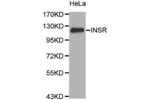 Western Blotting (WB) image for anti-Insulin Receptor (INSR) (N-Term) antibody (ABIN1513096) (Insulin Receptor anticorps  (N-Term))