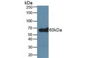 Western blot analysis of Human A431 Cells. (TRAF6 anticorps  (AA 153-423))