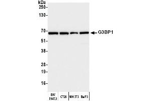 Western Blotting (WB) image for anti-GTPase Activating Protein (SH3 Domain) Binding Protein 1 (G3BP1) (AA 275-325) antibody (ABIN7450265)