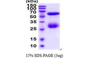 SDS-PAGE (SDS) image for Angiopoietin-Like 3 (ANGPTL3) (AA 17-460) protein (His tag) (ABIN5854655)