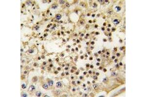 IHC analysis of FFPE human testis tissue stained with LIN28A antibody (LIN28A anticorps)