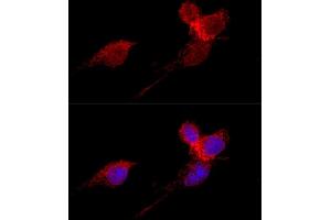 Confocal immunofluorescence analysis of HeLa cells using RPL36 antibody (ABIN6129105, ABIN6147141, ABIN6147142 and ABIN6223749) at dilution of 1:200.