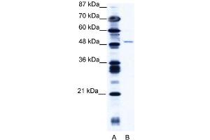 WB Suggested Anti-ZNF627 Antibody   Titration: 1. (ZNF627 anticorps  (N-Term))