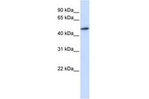 Image no. 1 for anti-RNA Guanine-7 Methyltransferase (RNMT) (AA 108-157) antibody (ABIN6742982) (RNMT anticorps  (AA 108-157))