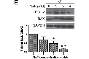 High-dose NaF induced the occurrence of apoptosis in H9 hESCs.