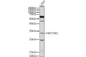 Western blot analysis of extracts of 293T cells, using SET/T antibody (ABIN6131353, ABIN6147631, ABIN6147634 and ABIN6221803) at 1:500 dilution. (SET/TAF-I anticorps  (AA 1-277))