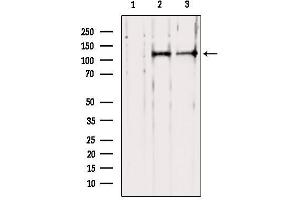 Western blot analysis of extracts from various samples, using PER1 Antibody. (PER1 anticorps  (N-Term))